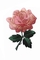 4 &quot;เหล็กปักดอกกุหลาบสีชมพูบนแพทช์ Merrowed Border Custom Color